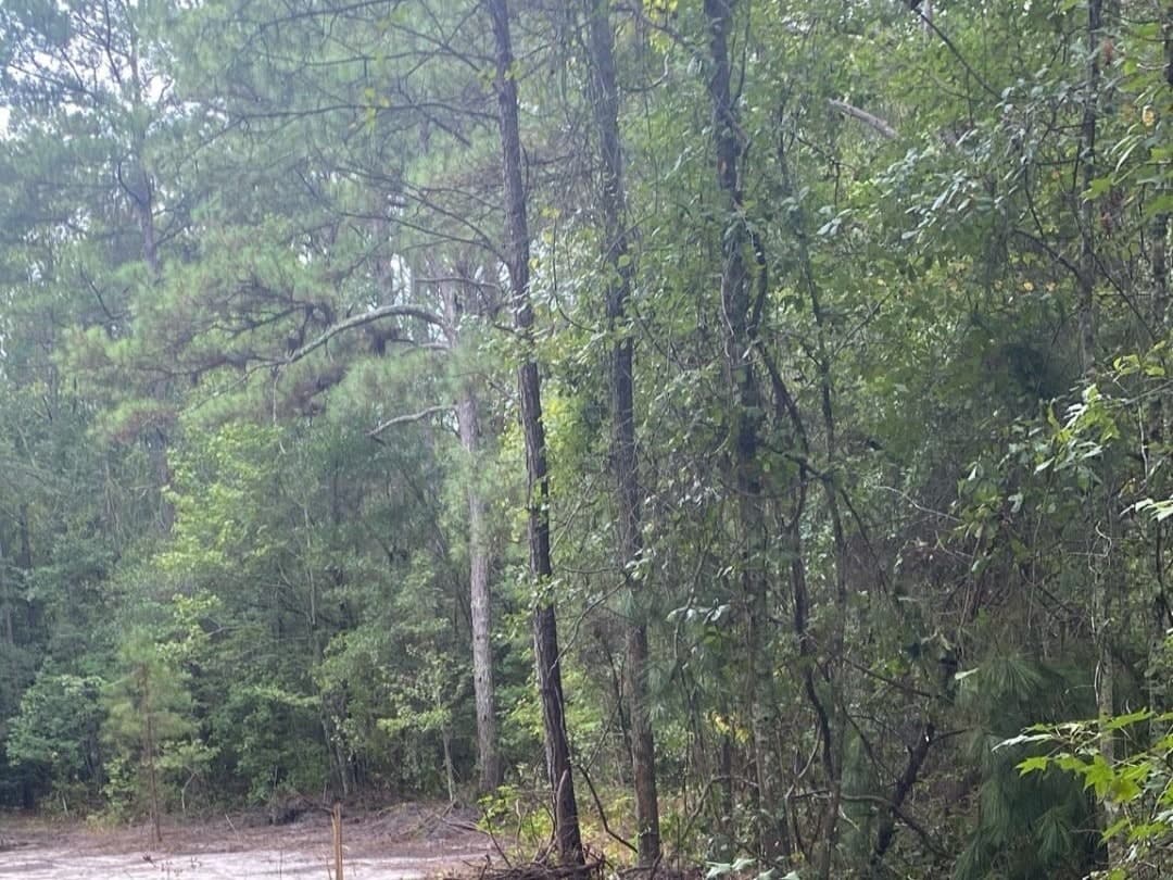 31 Acres, Deer and Turkey, Clarendon County SC