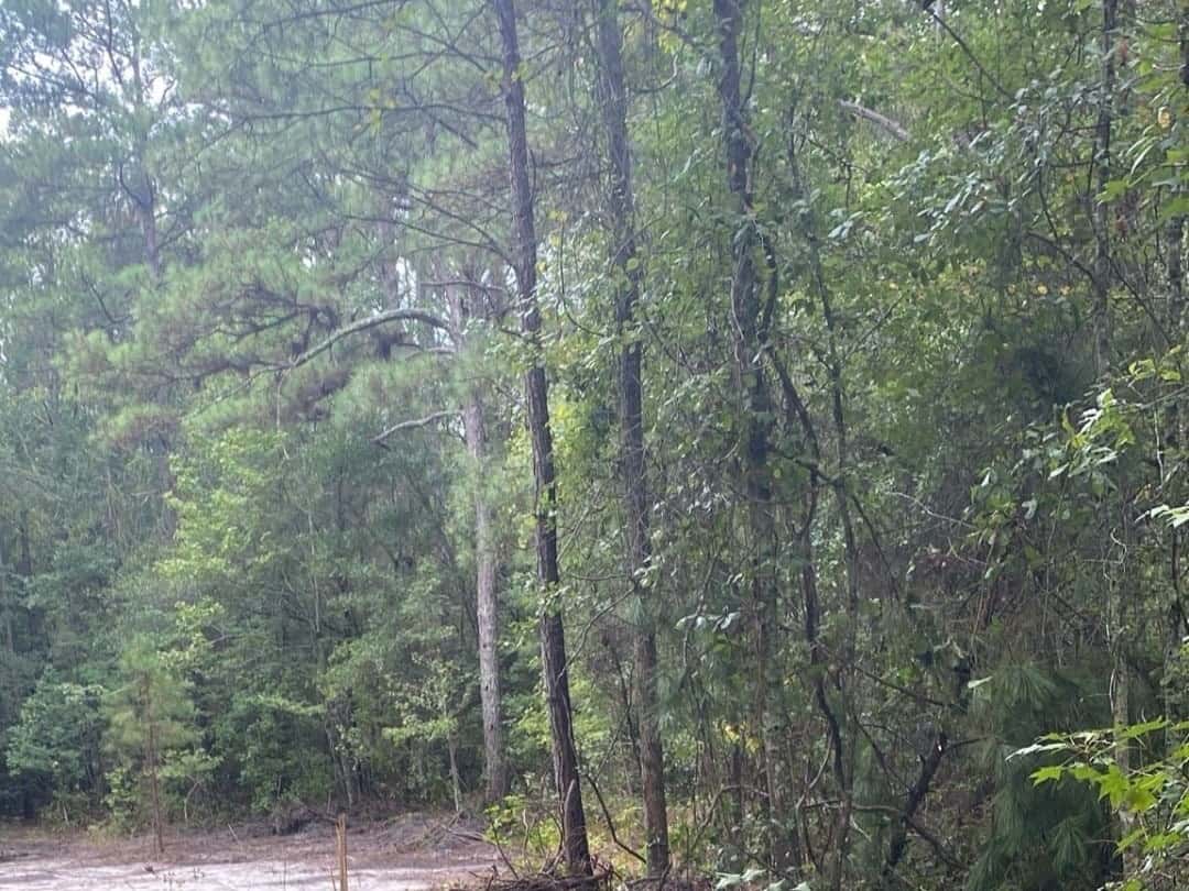 31 Acres, Deer and Turkey, Clarendon County SC